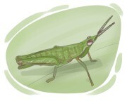 short-horned grasshopper