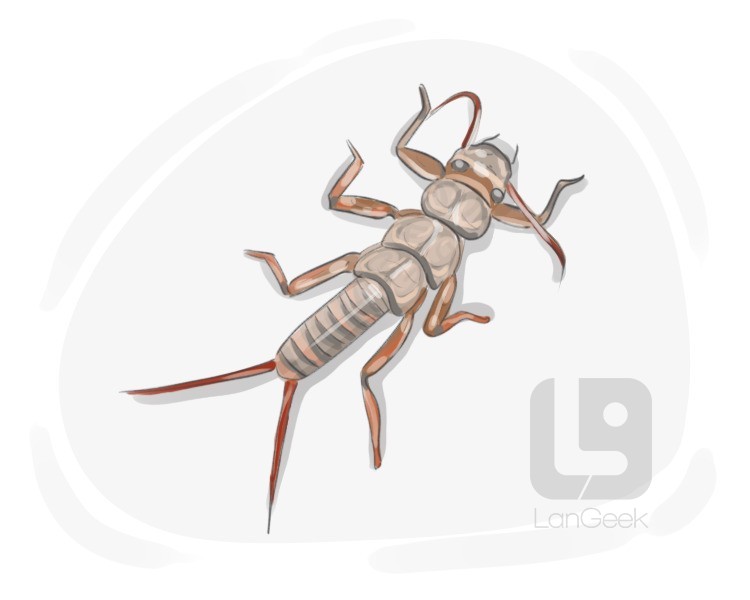 stonefly definition and meaning