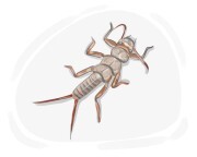 stonefly