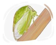 treehopper