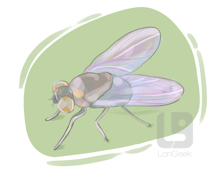 bean fly definition and meaning