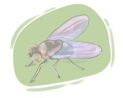 bean fly