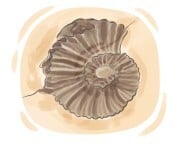 fossile
