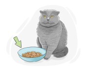 cat food