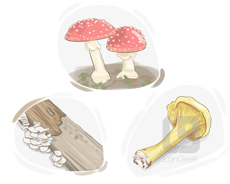 fungus kingdom definition and meaning