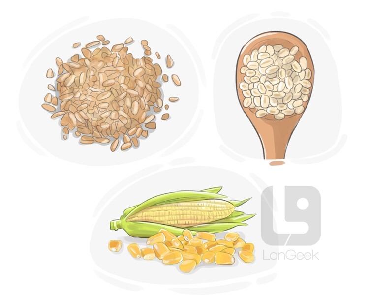 caryopsis definition and meaning