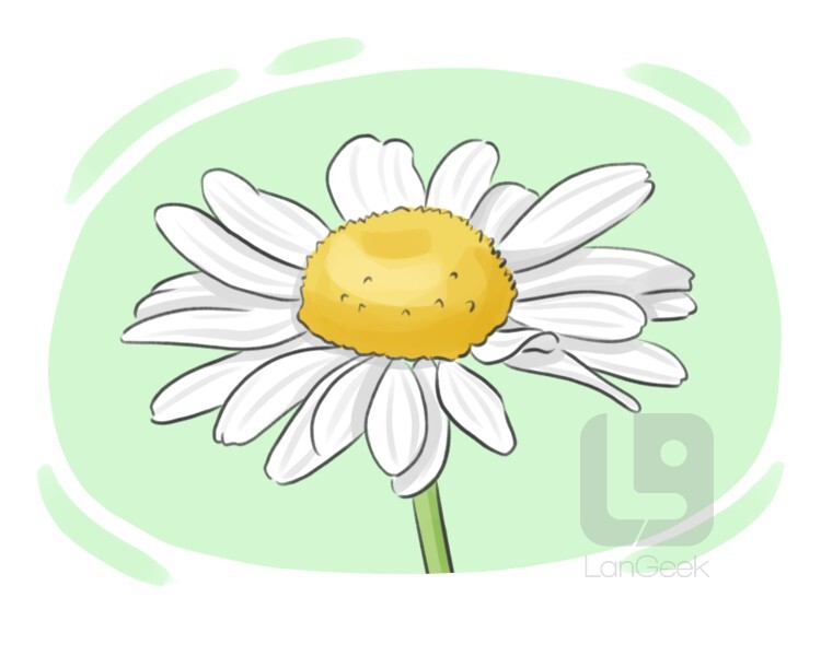 chamomile definition and meaning