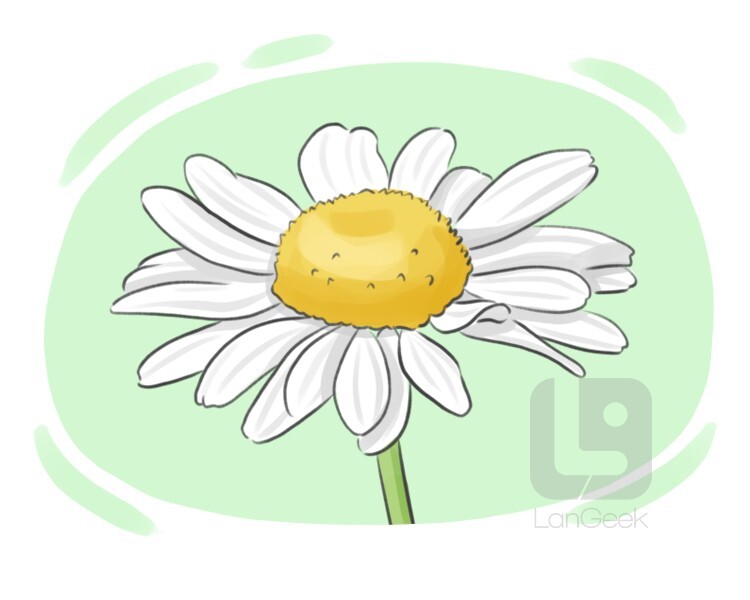 anthemis nobilis definition and meaning