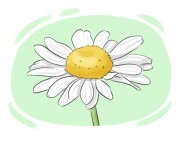 chamomile
