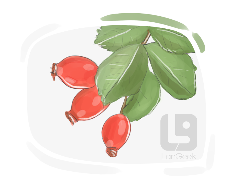 rosehip definition and meaning