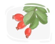 rose hip