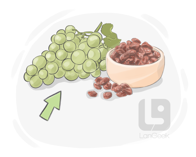 seedless raisin definition and meaning
