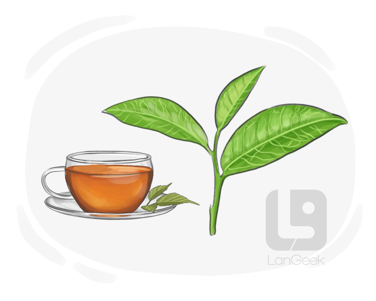 tea leaf definition and meaning