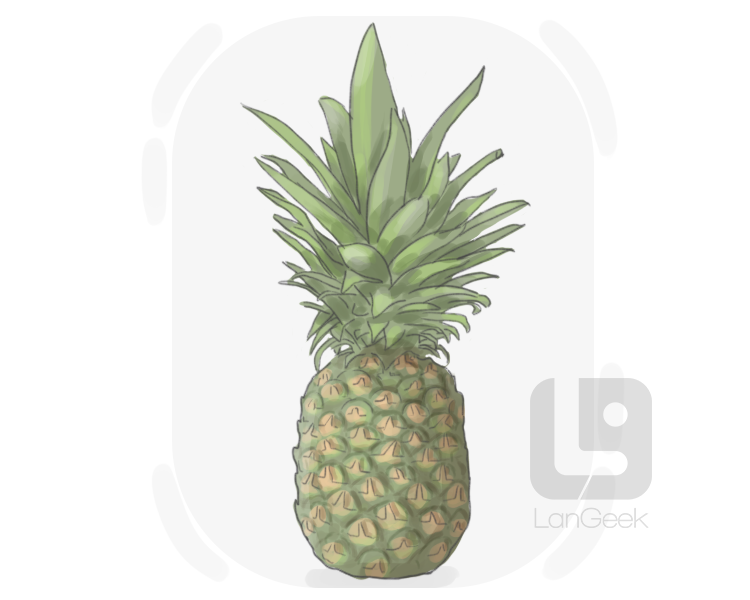 pineapple definition and meaning