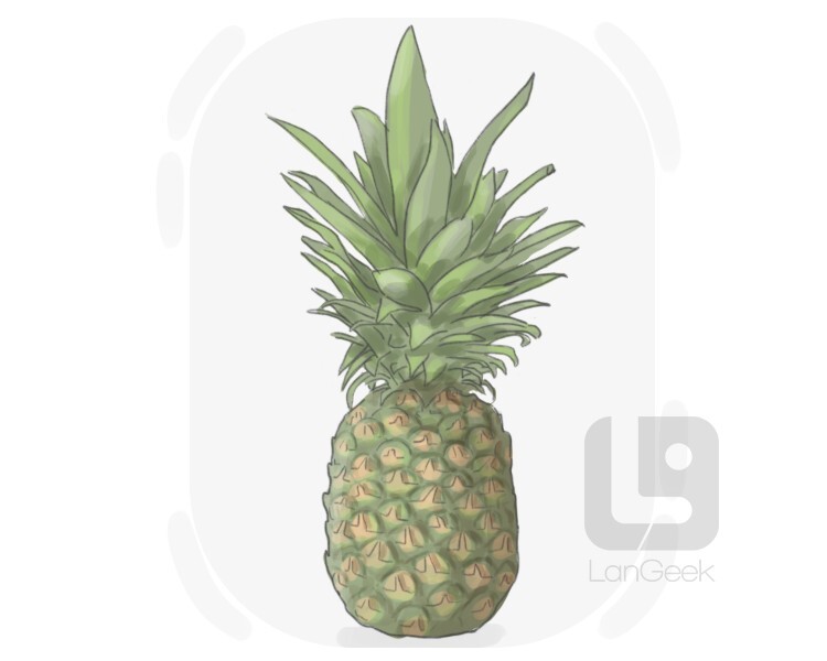 ananas definition and meaning