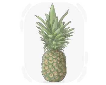 pineapple