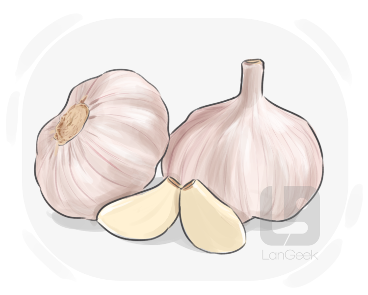 garlic definition and meaning