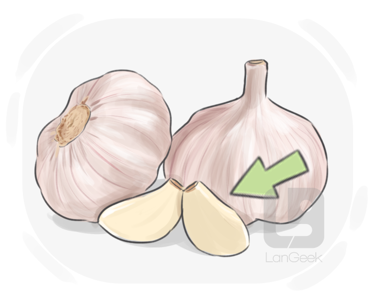 garlic clove definition and meaning