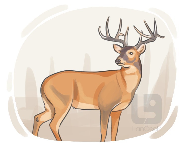 deer definition and meaning