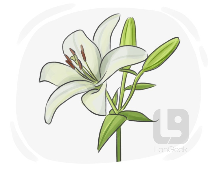 lilium definition and meaning