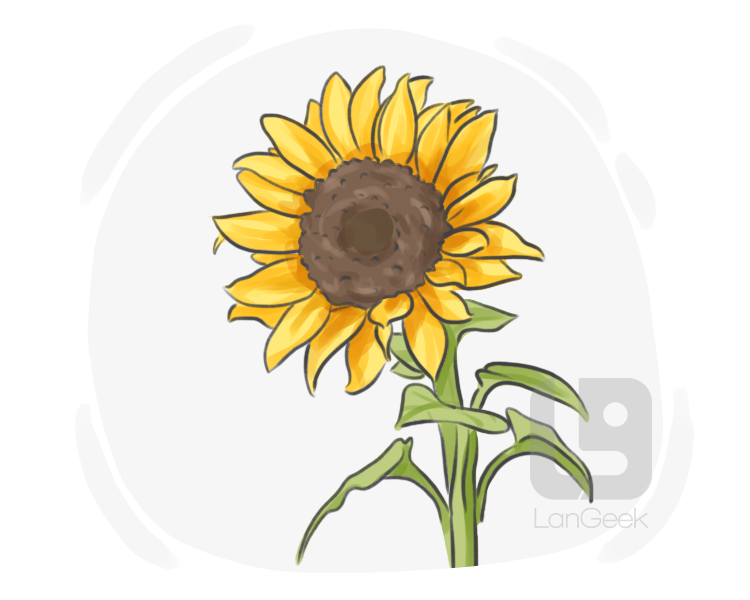 helianthus definition and meaning