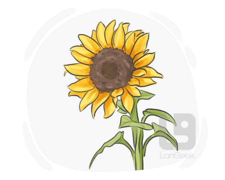 Definition & Meaning of "Sunflower" LanGeek