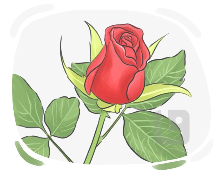 rose definition and meaning