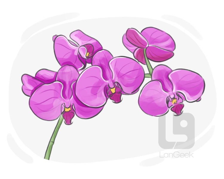 orchidaceous plant definition and meaning