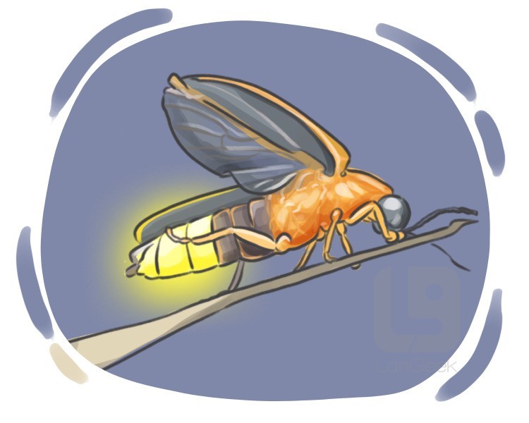 firefly definition and meaning
