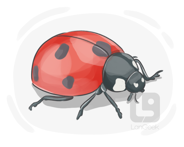 lady beetle definition and meaning