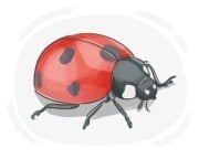 ladybug