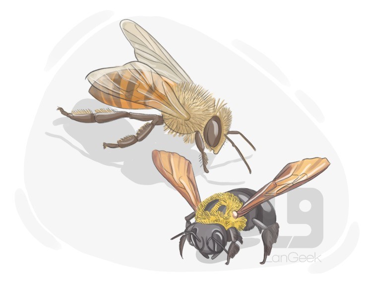 honeybee definition and meaning