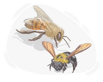 bee