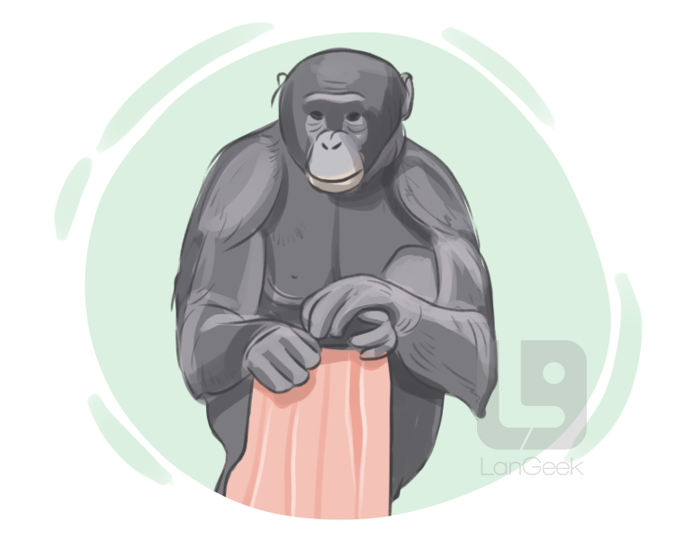 pygmy chimpanzee definition and meaning
