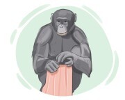 bonobo