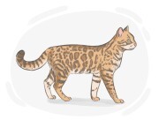 leopard cat