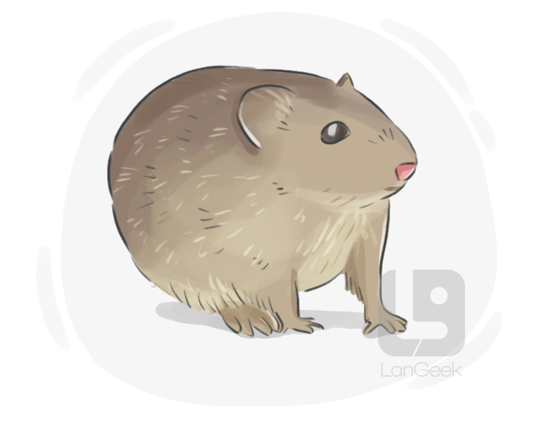cotton rat definition and meaning
