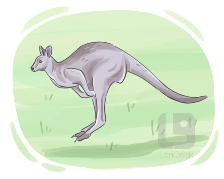 great grey kangaroo definition and meaning