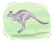 giant kangaroo