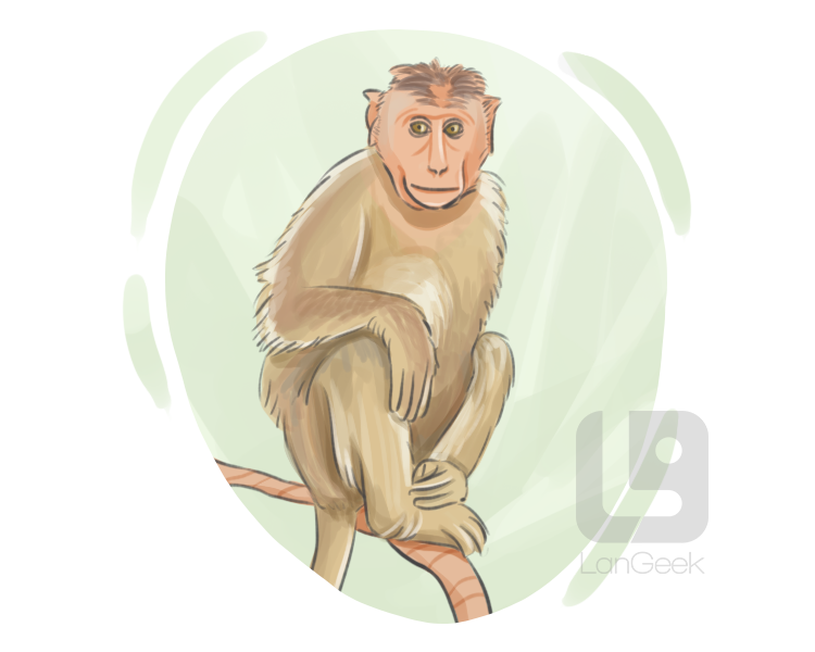 macaque definition and meaning