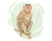 macaque