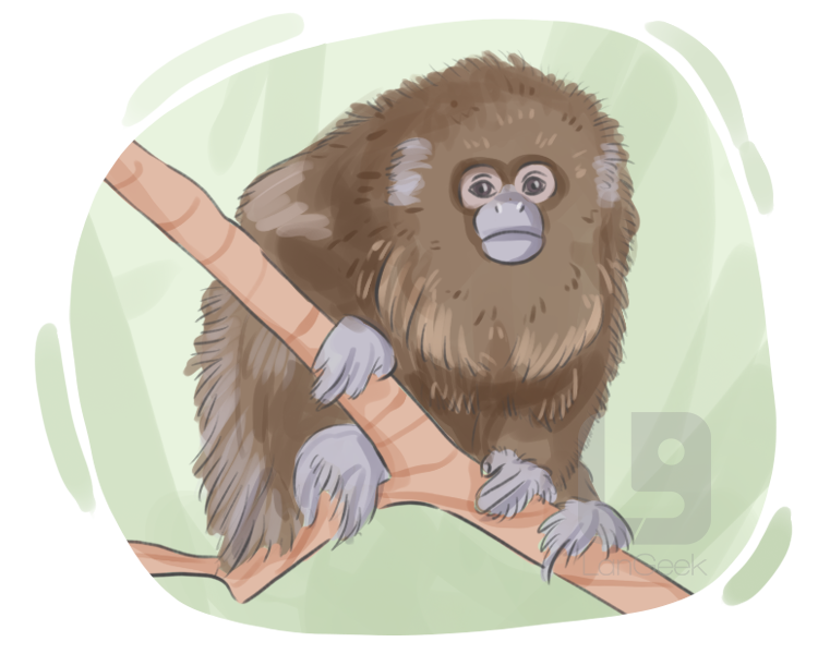 titi monkey definition and meaning