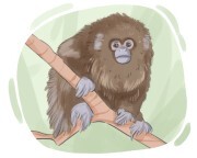 titi monkey