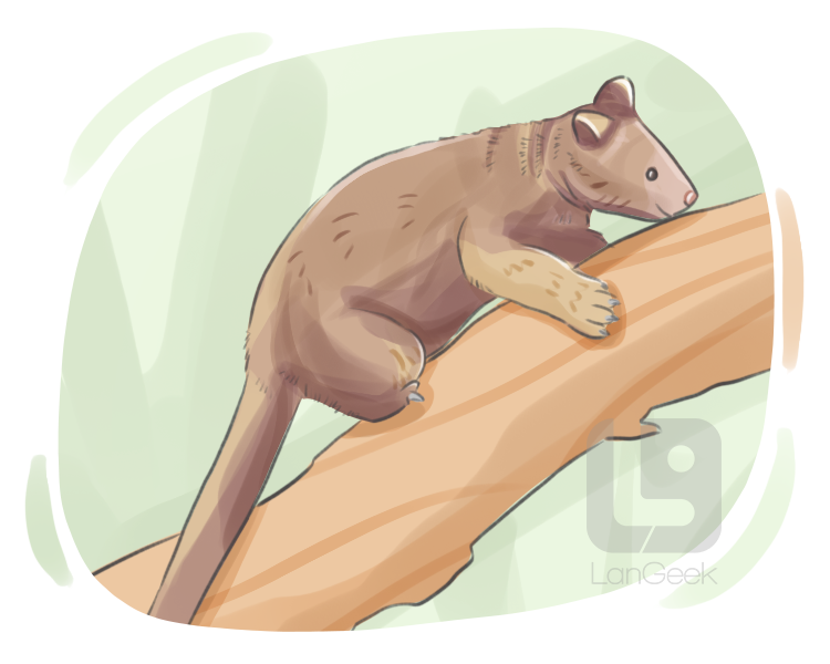 tree kangaroo definition and meaning