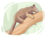 tree kangaroo