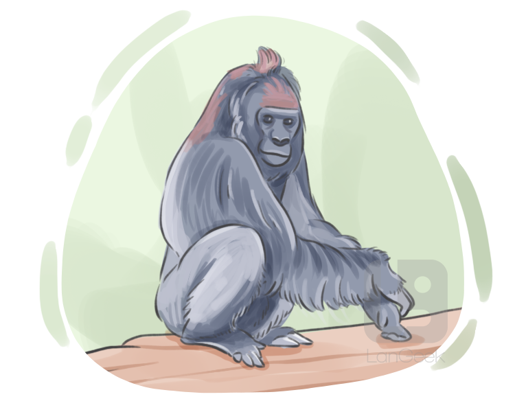 western lowland gorilla definition and meaning