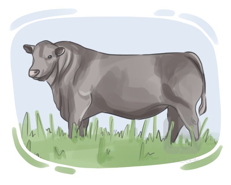 Aberdeen Angus definition and meaning