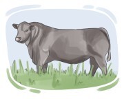 Aberdeen Angus