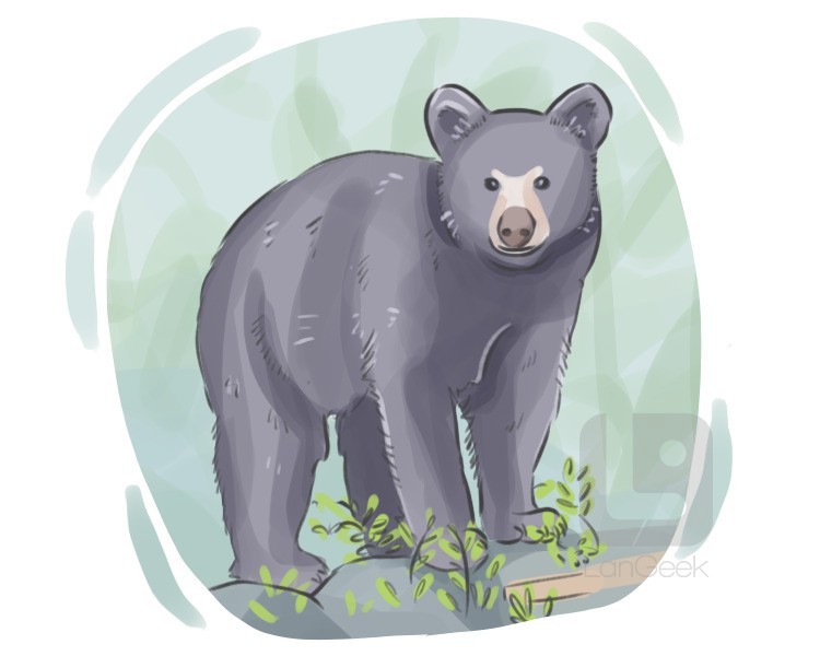 american black bear definition and meaning