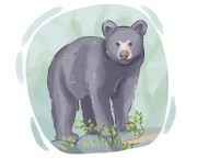 black bear